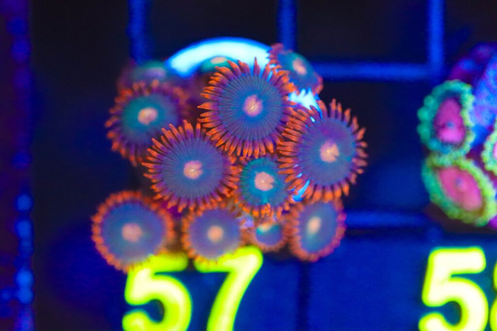 Frag Box Corals