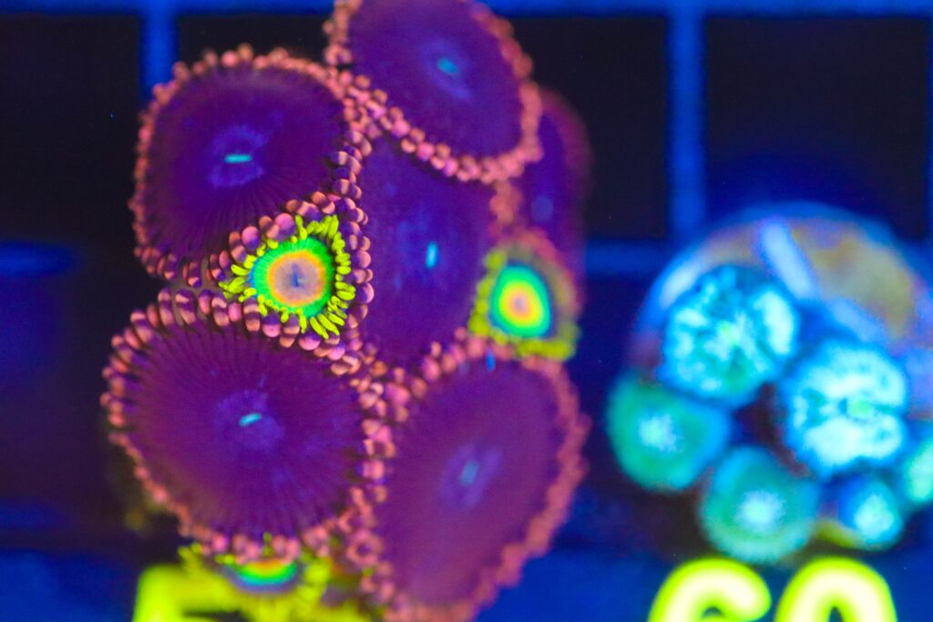 Frag Box Corals