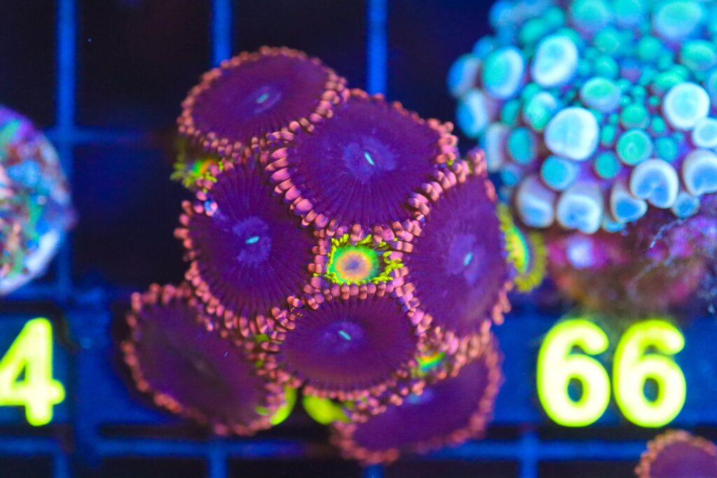 Frag Box Corals