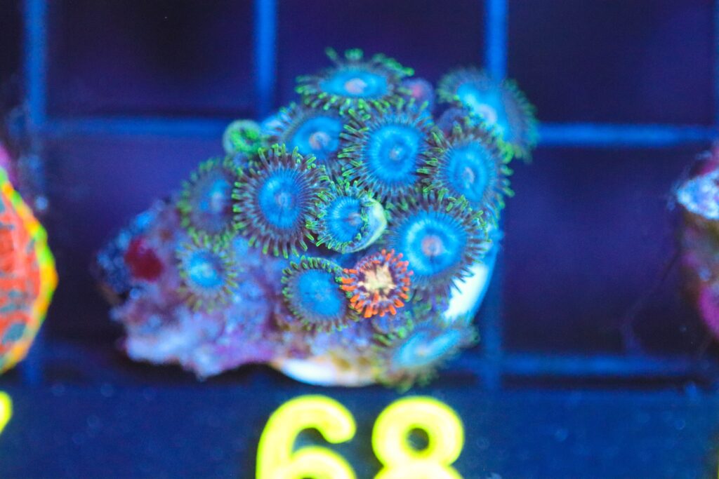Frag Box Corals