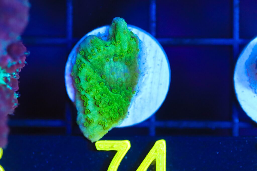 Frag Box Corals