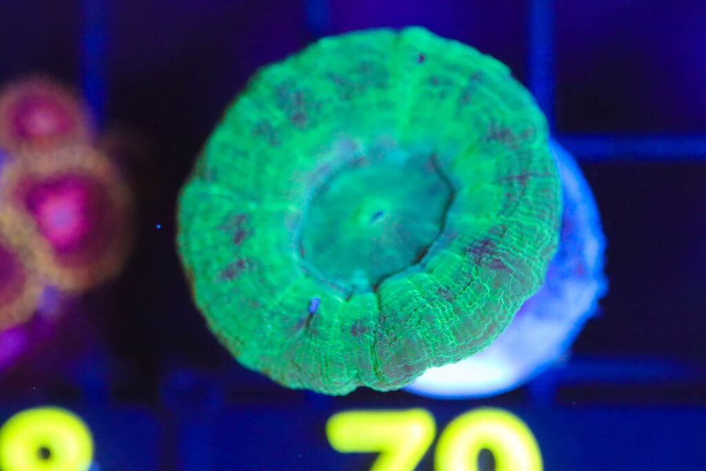 Frag Box Corals