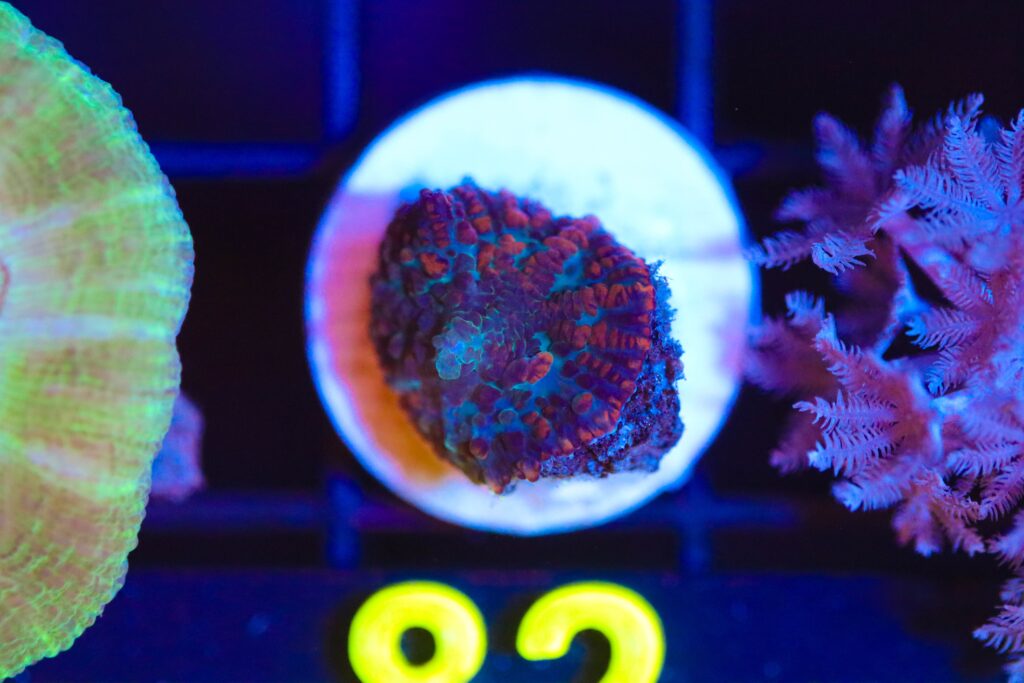 Frag Box Corals