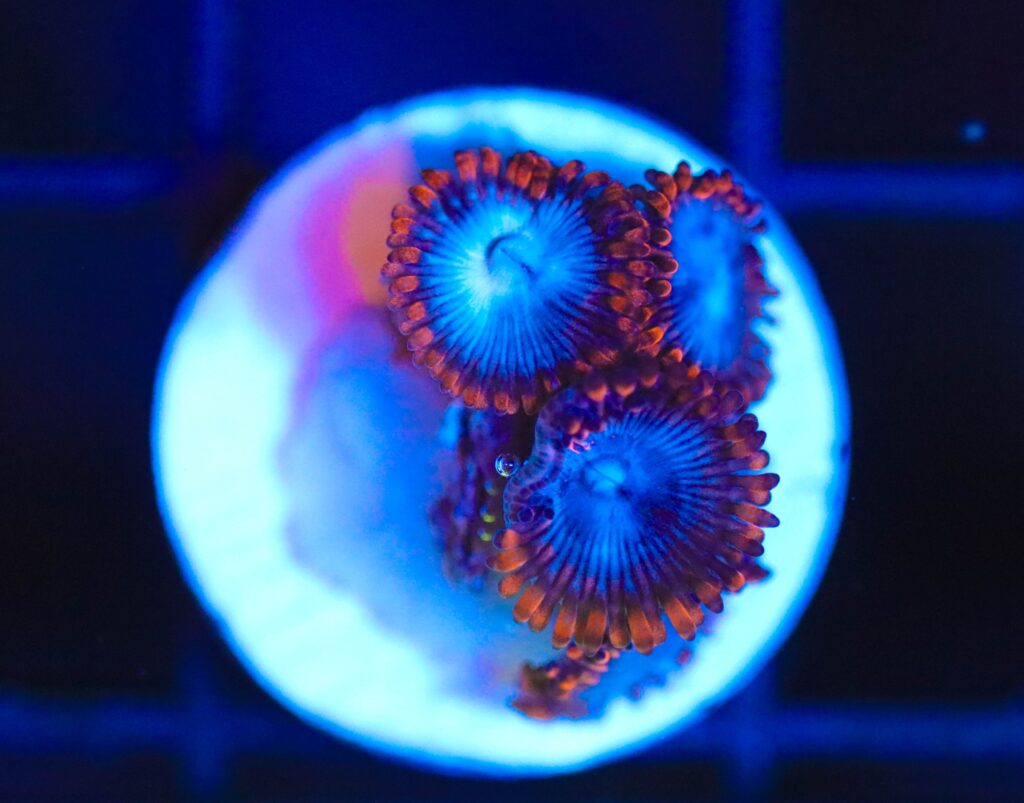 Frag Box Corals