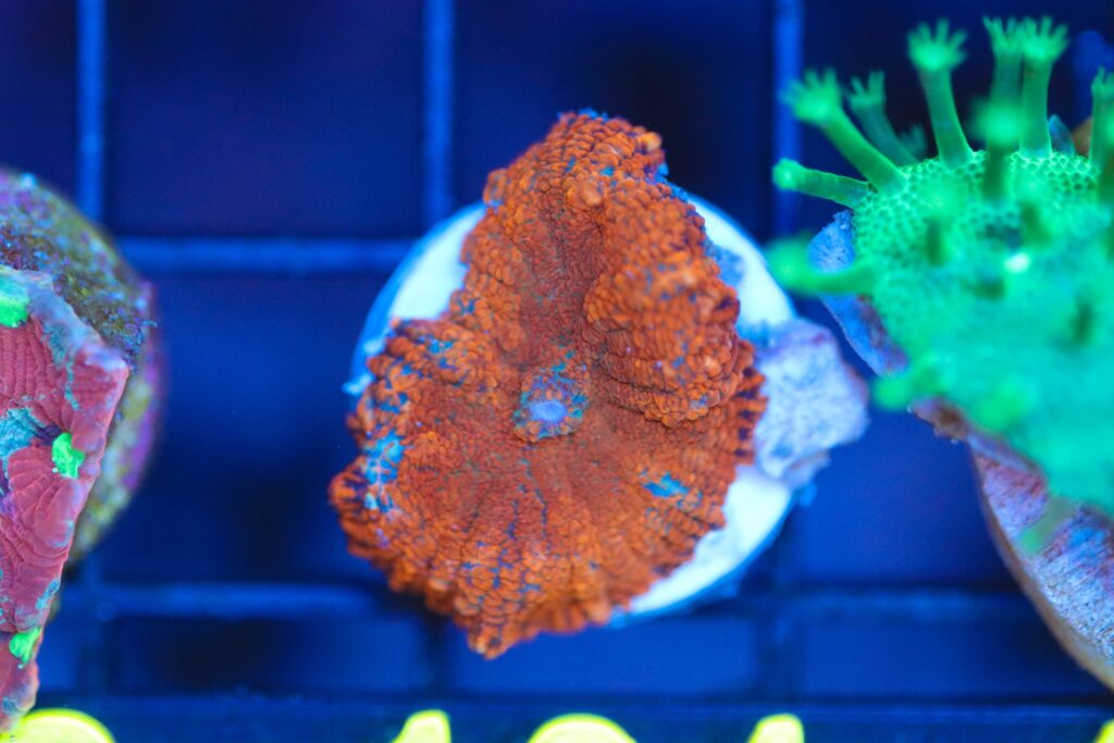 Frag Box Corals