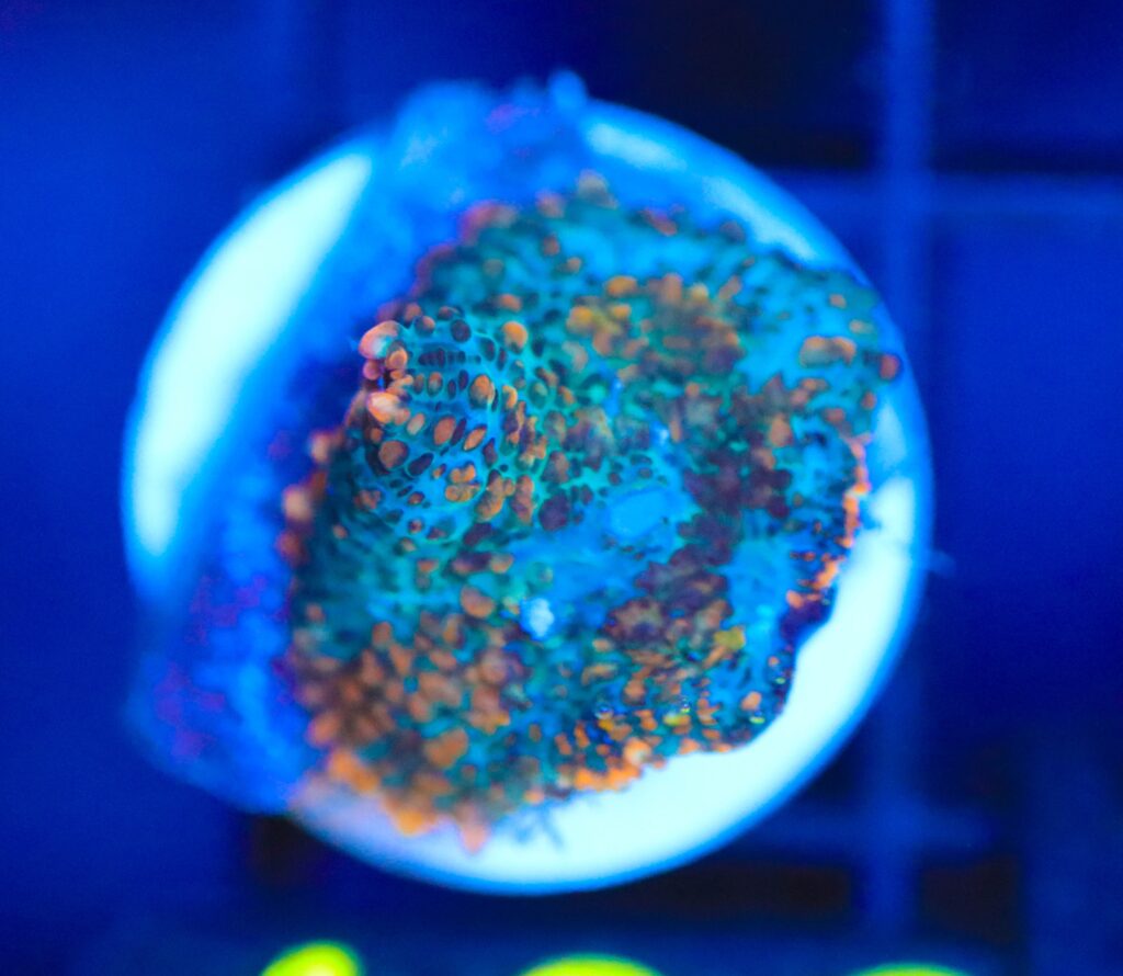 Frag Box Corals