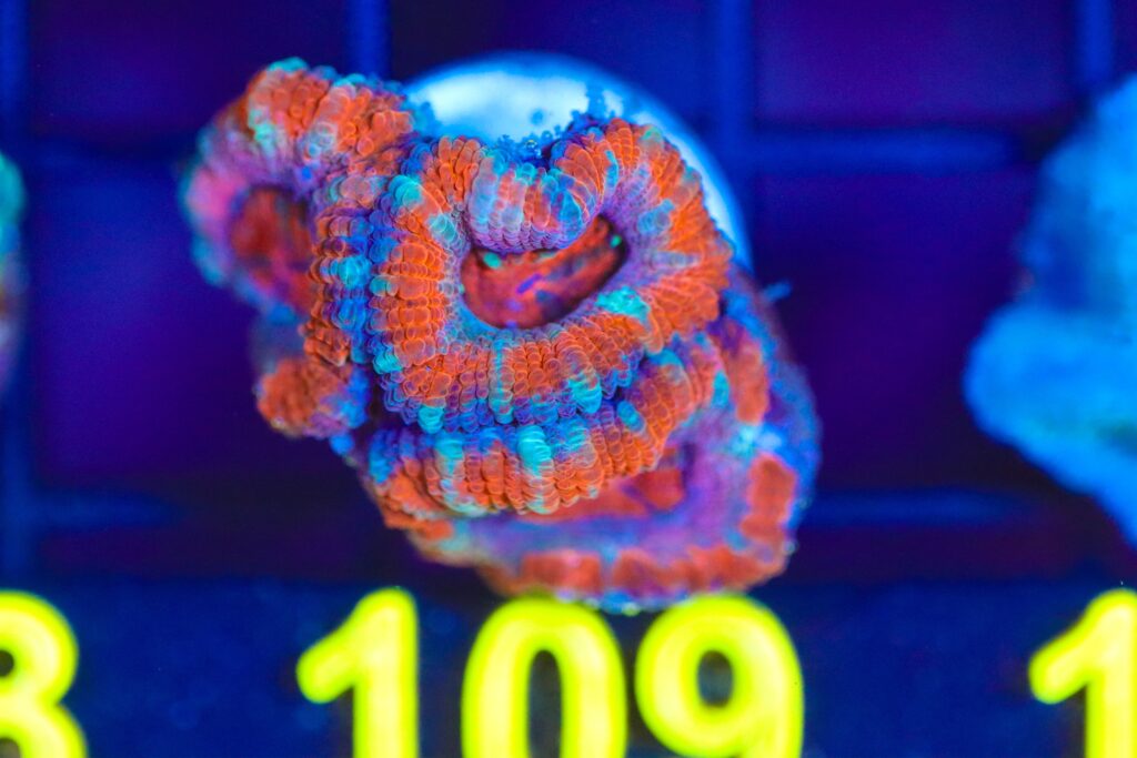 Frag Box Corals
