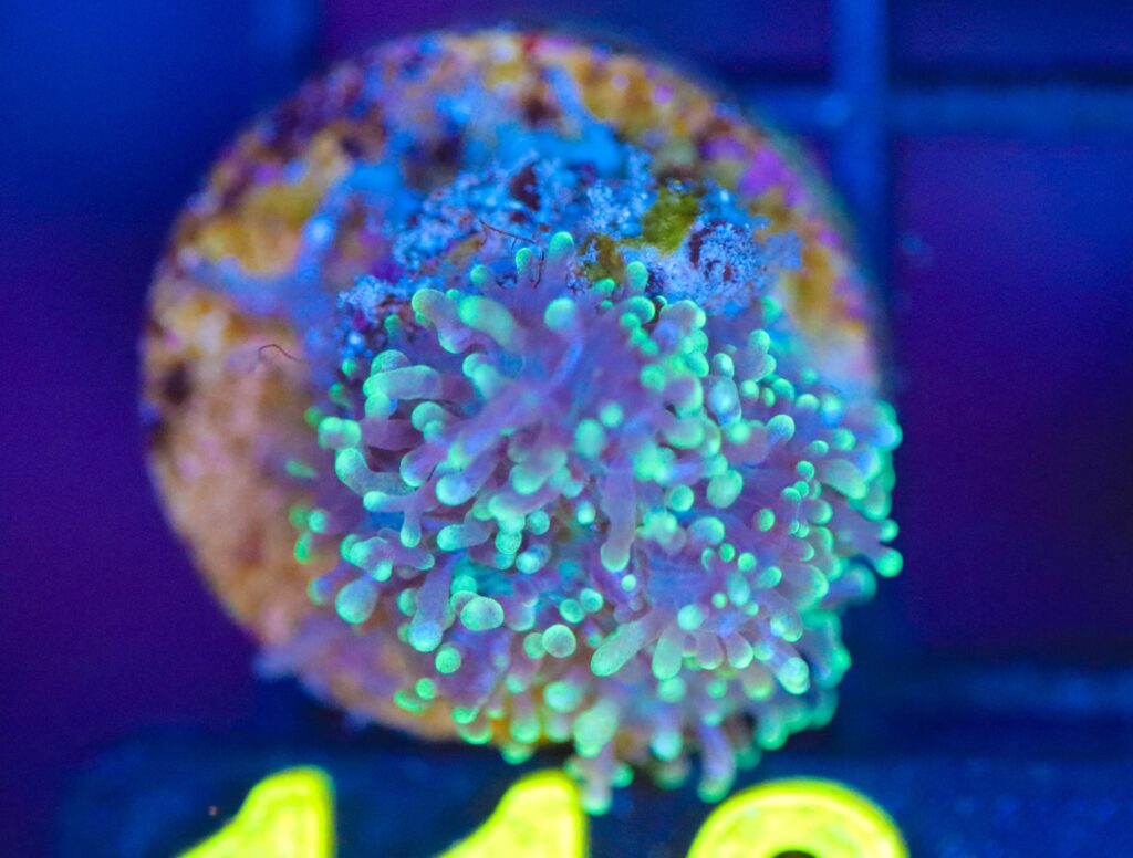 Frag Box Corals