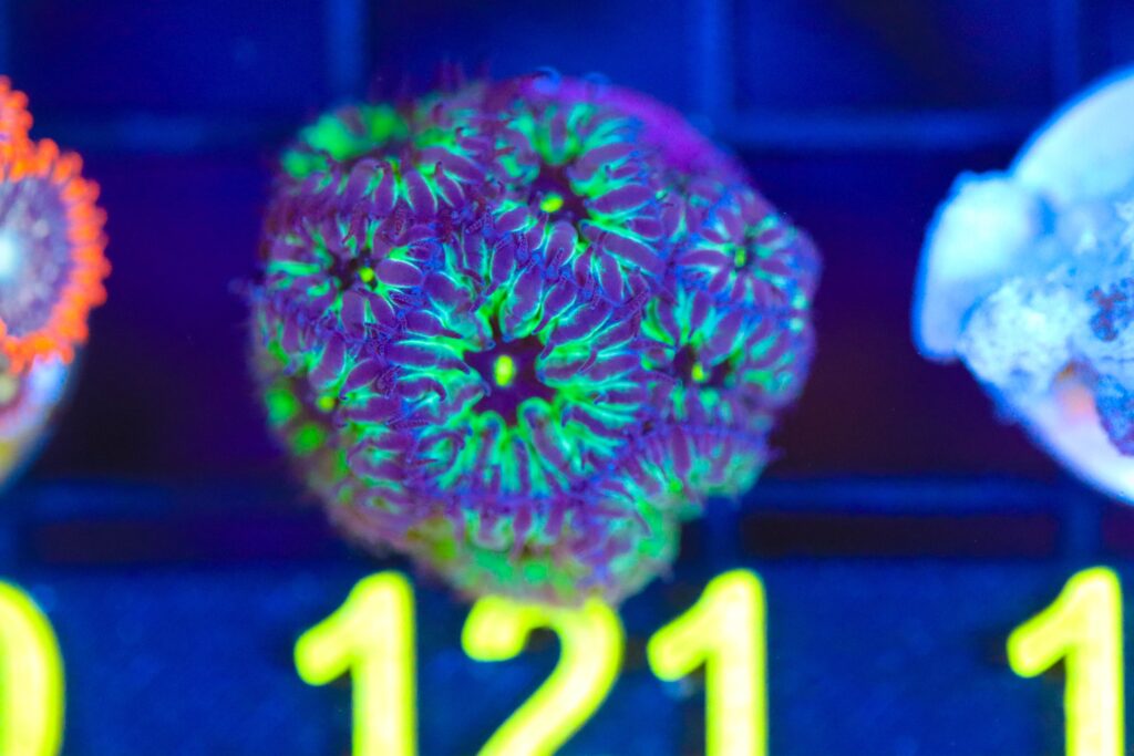 Frag Box Corals