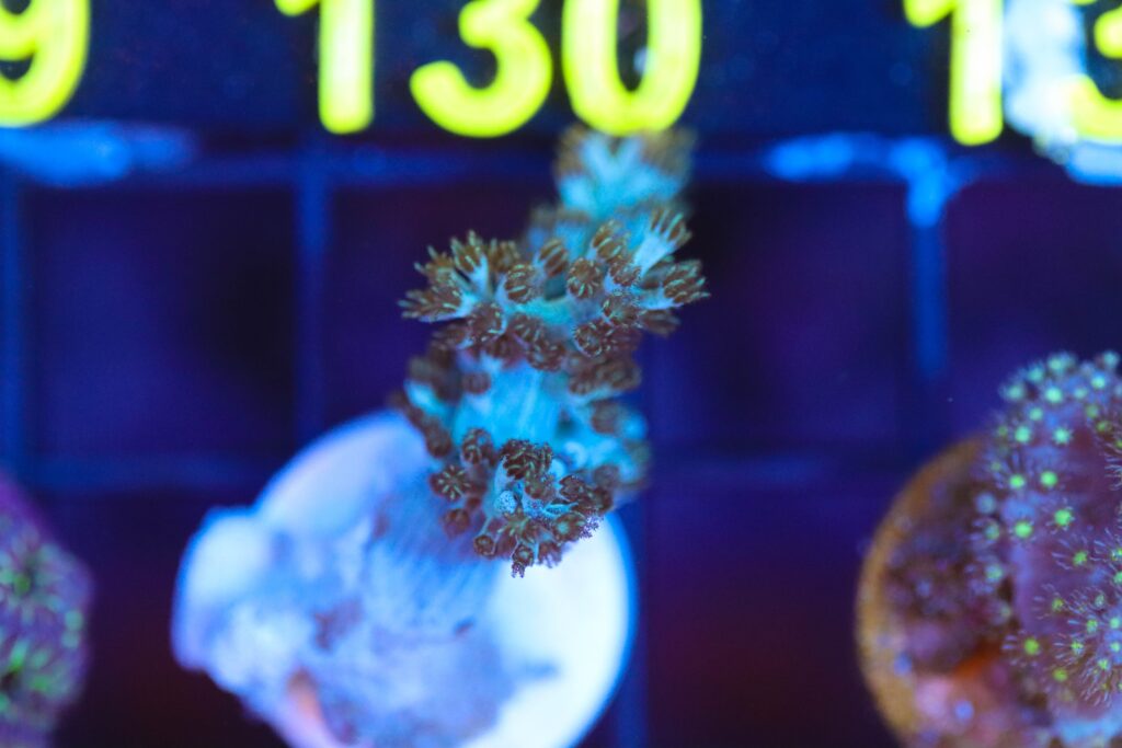 Frag Box Corals