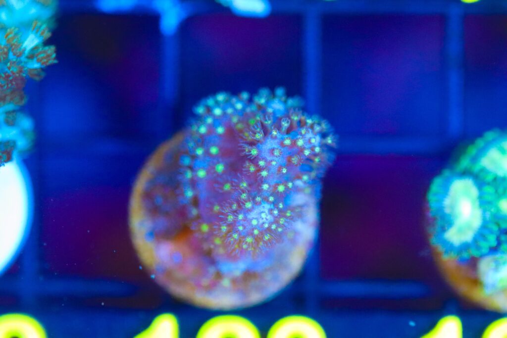 Frag Box Corals