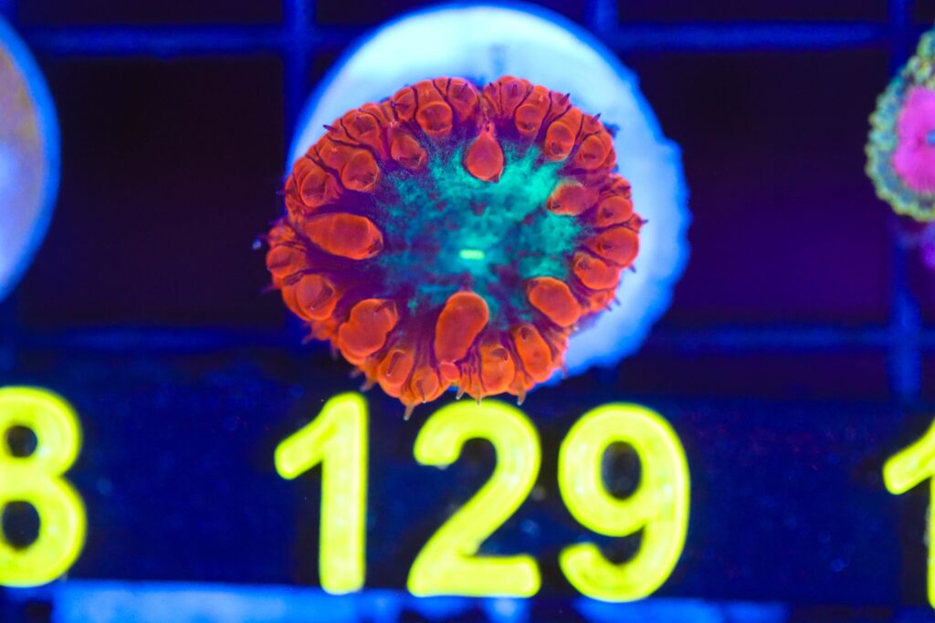 Frag Box Corals