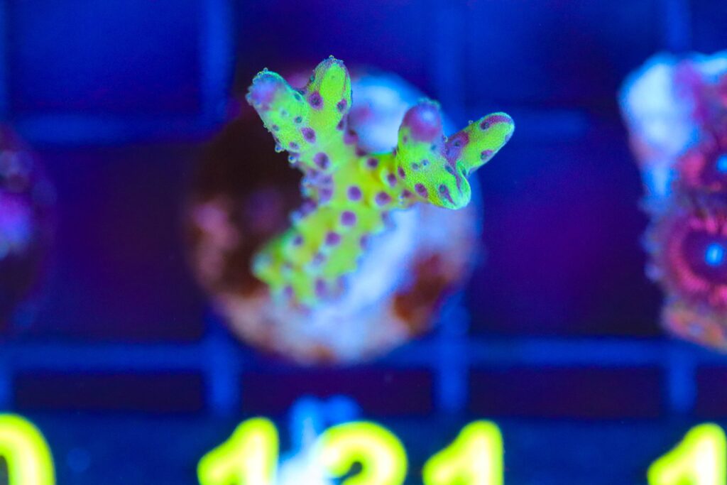 Frag Box Corals