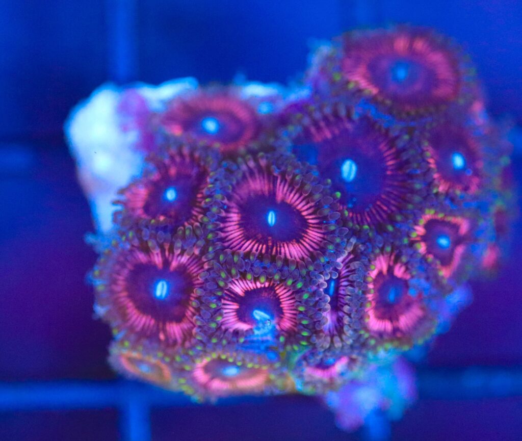 Frag Box Corals