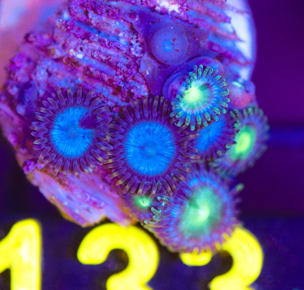 Frag Box Corals