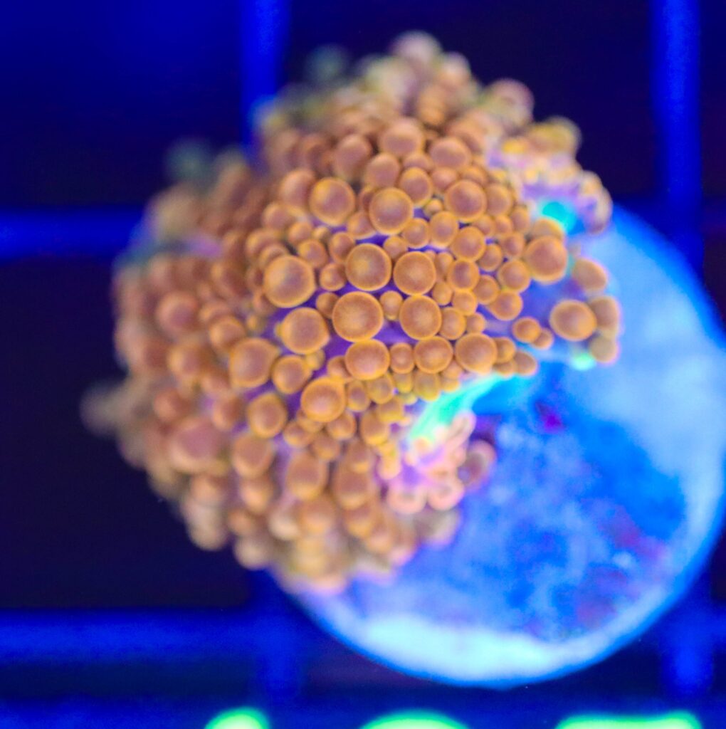 Frag Box Corals