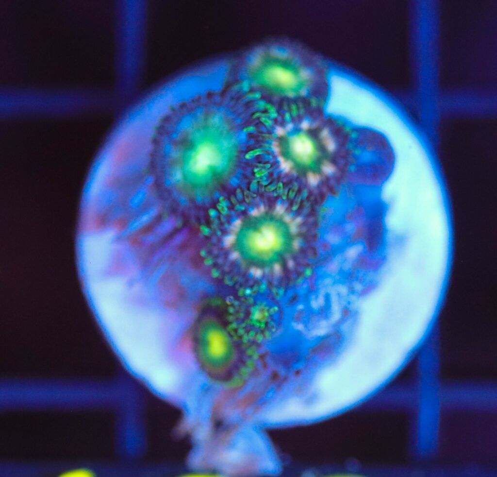 Frag Box Corals