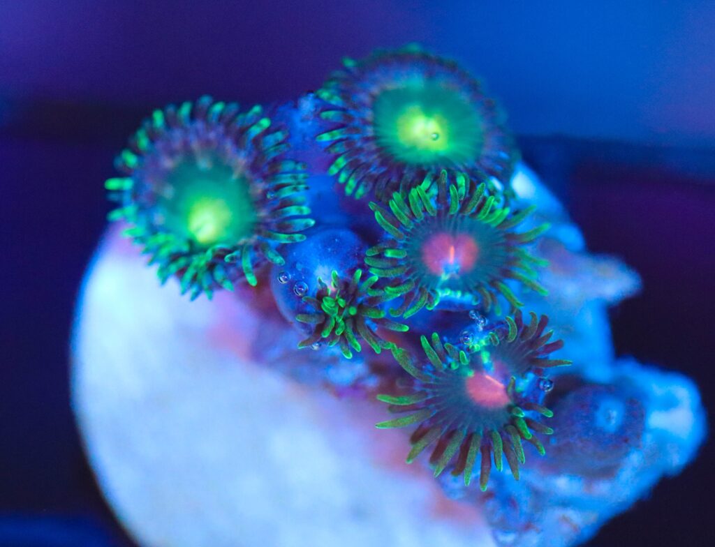 Frag Box Corals