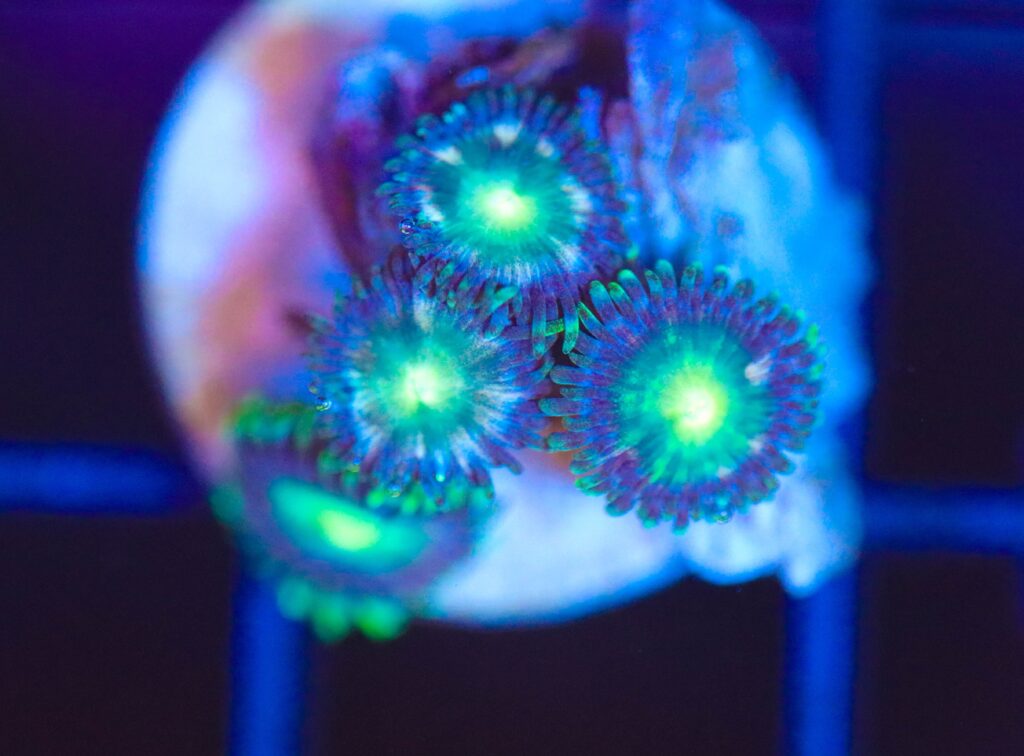 Frag Box Corals