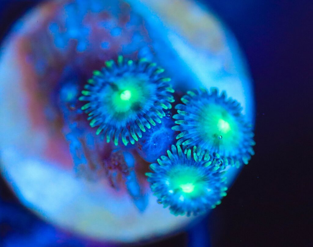 Frag Box Corals