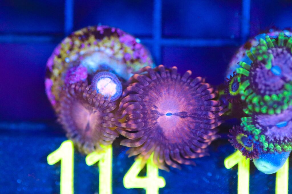 Frag Box Corals