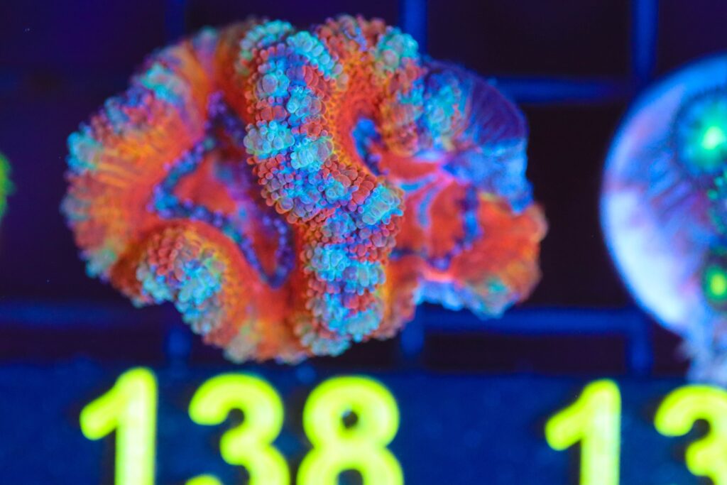 Frag Box Corals