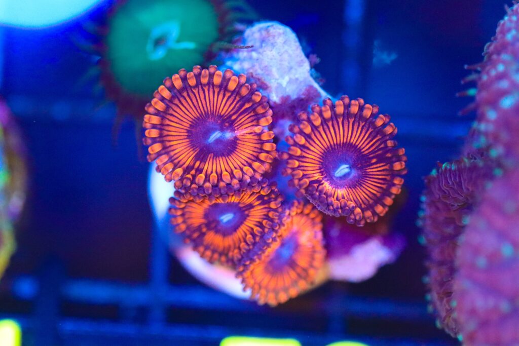 Frag Box Corals
