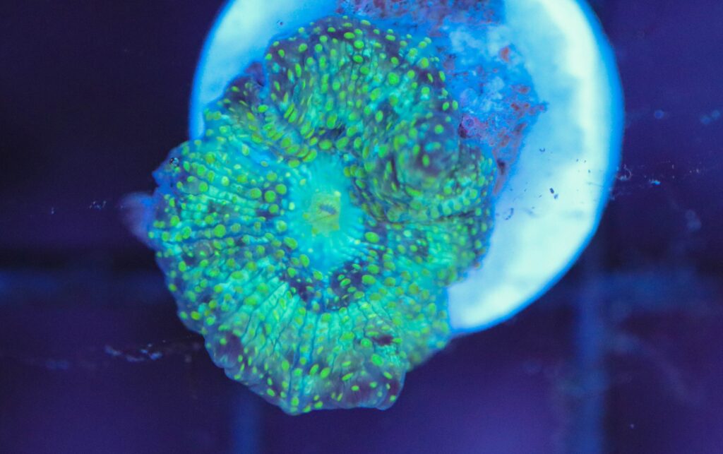 Frag Box Corals