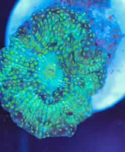 Wysiwyg Teal Northern Lights Msuhroom Frag  [F54]