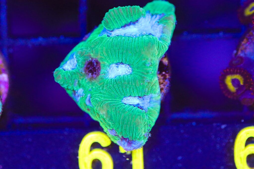 Frag Box Corals
