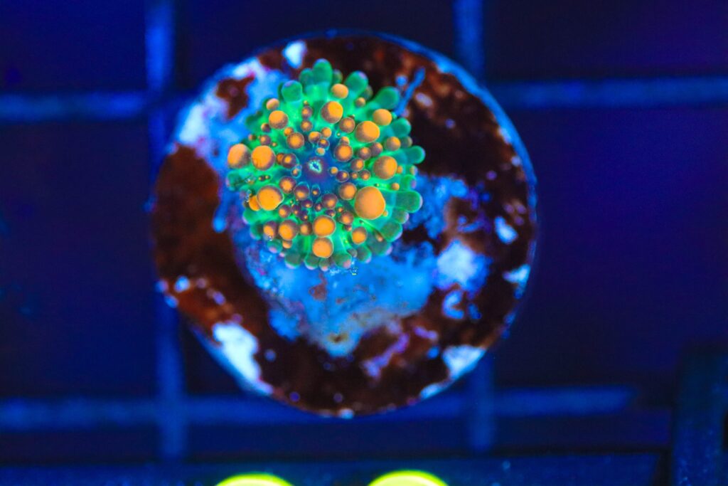 Frag Box Corals