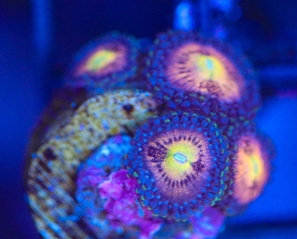 Frag Box Corals