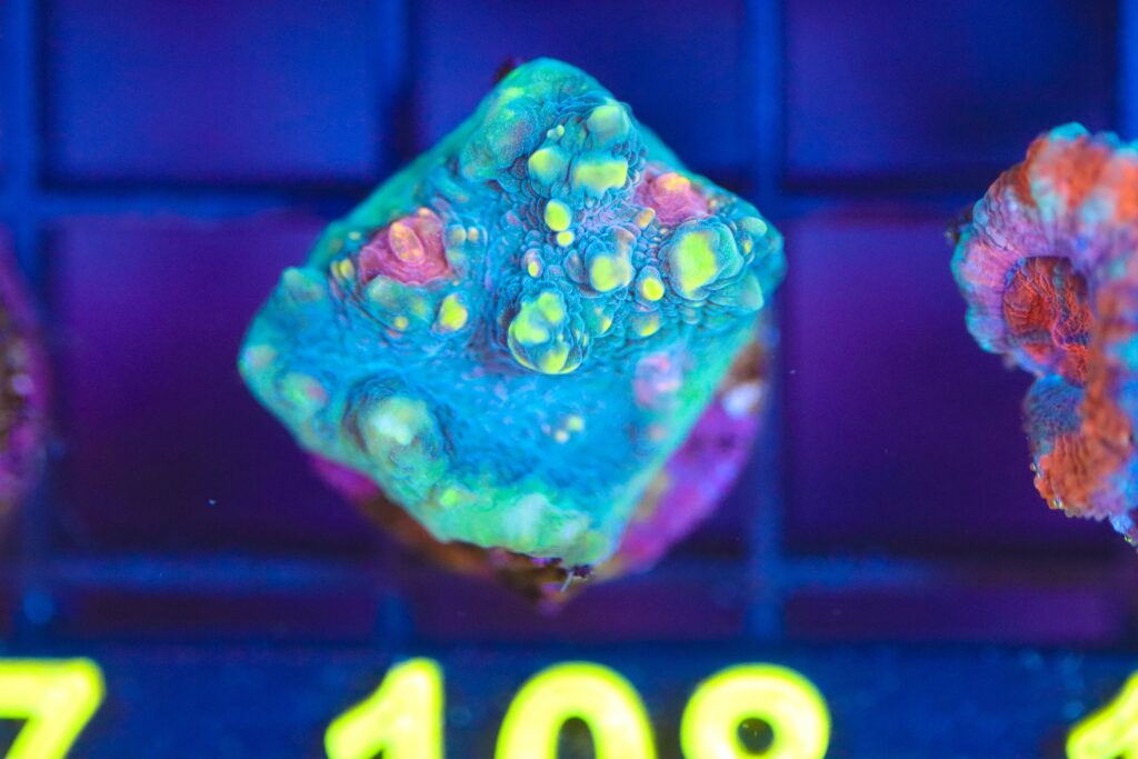 Frag Box Corals