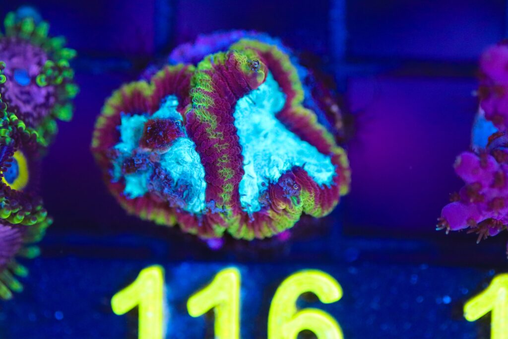 Frag Box Corals