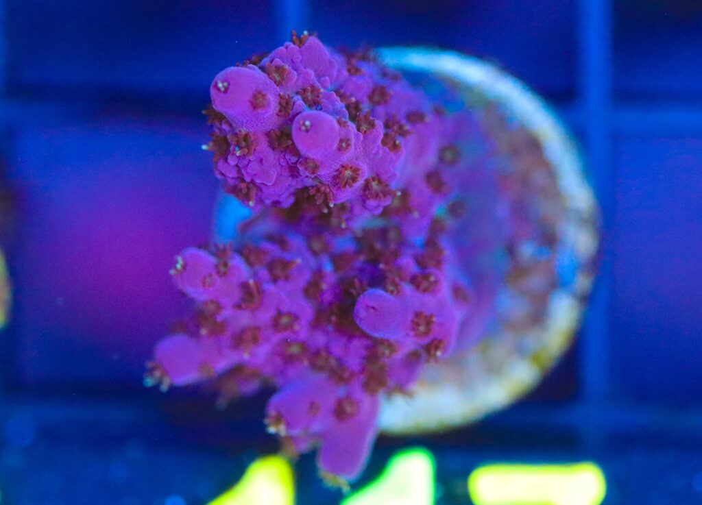 Frag Box Corals
