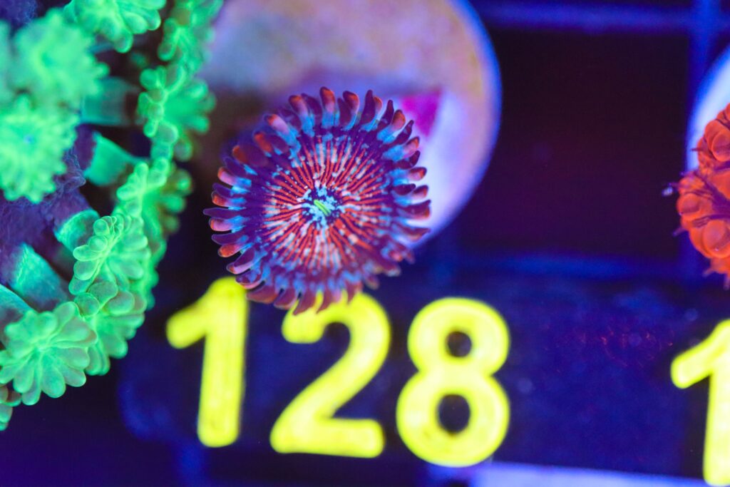 Frag Box Corals