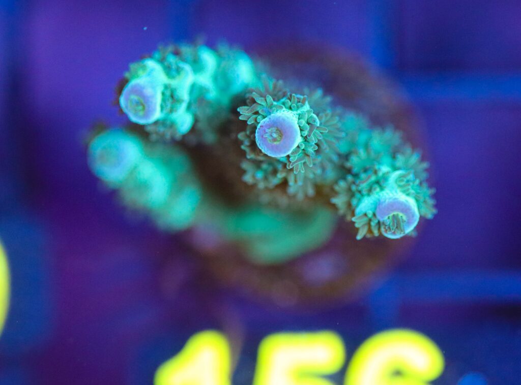 Frag Box Corals