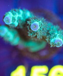 Wysiwyg Acropora Sarmentosa Frag [F156]