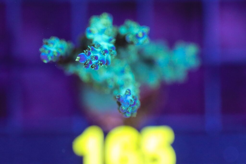 Frag Box Corals
