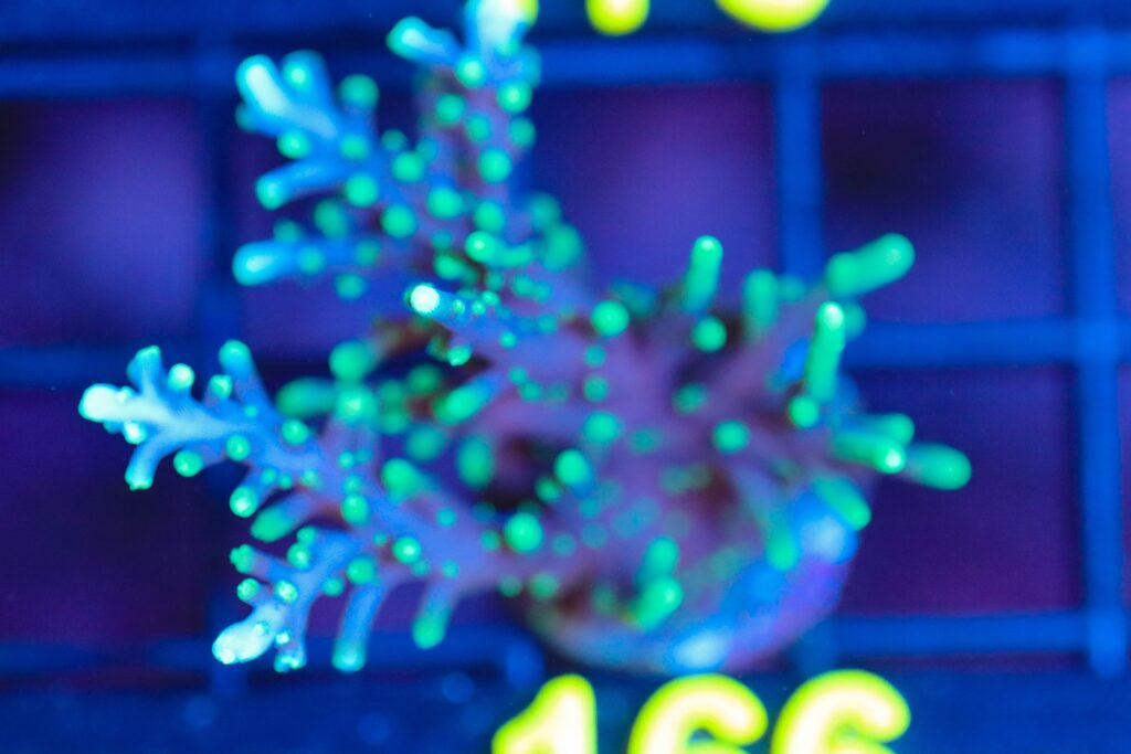 Frag Box Corals