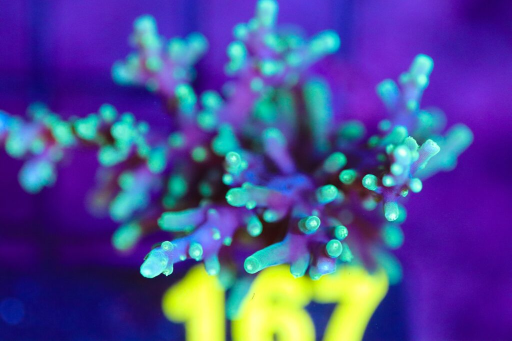 Frag Box Corals