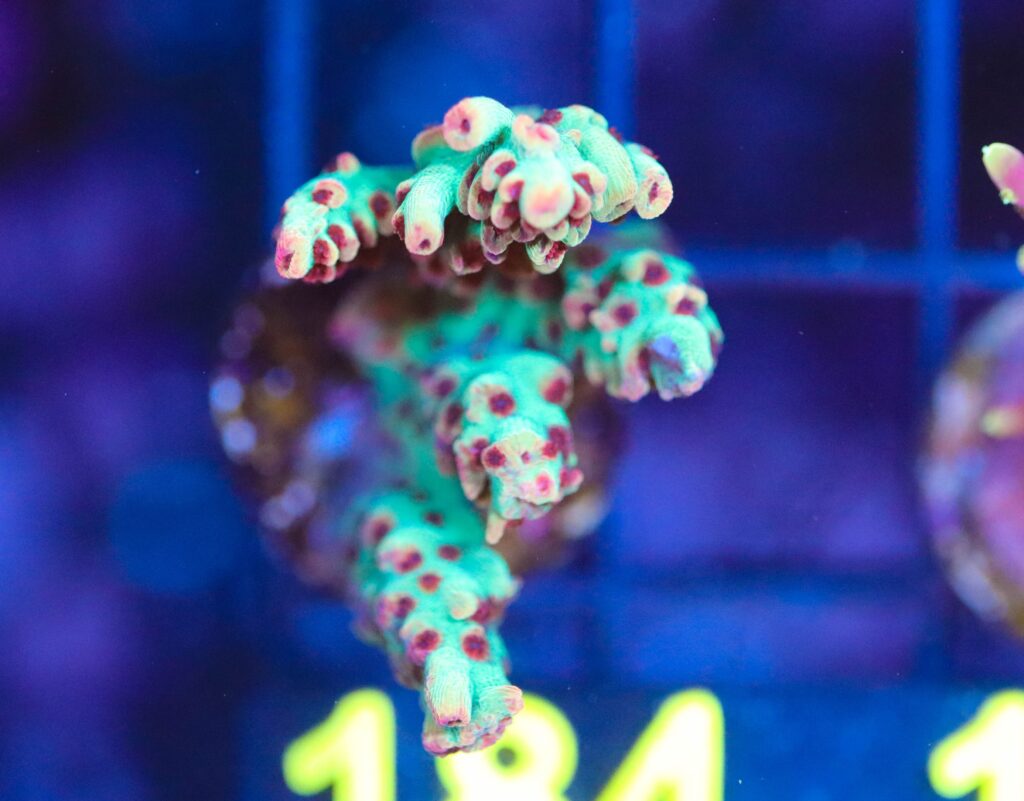 Frag Box Corals