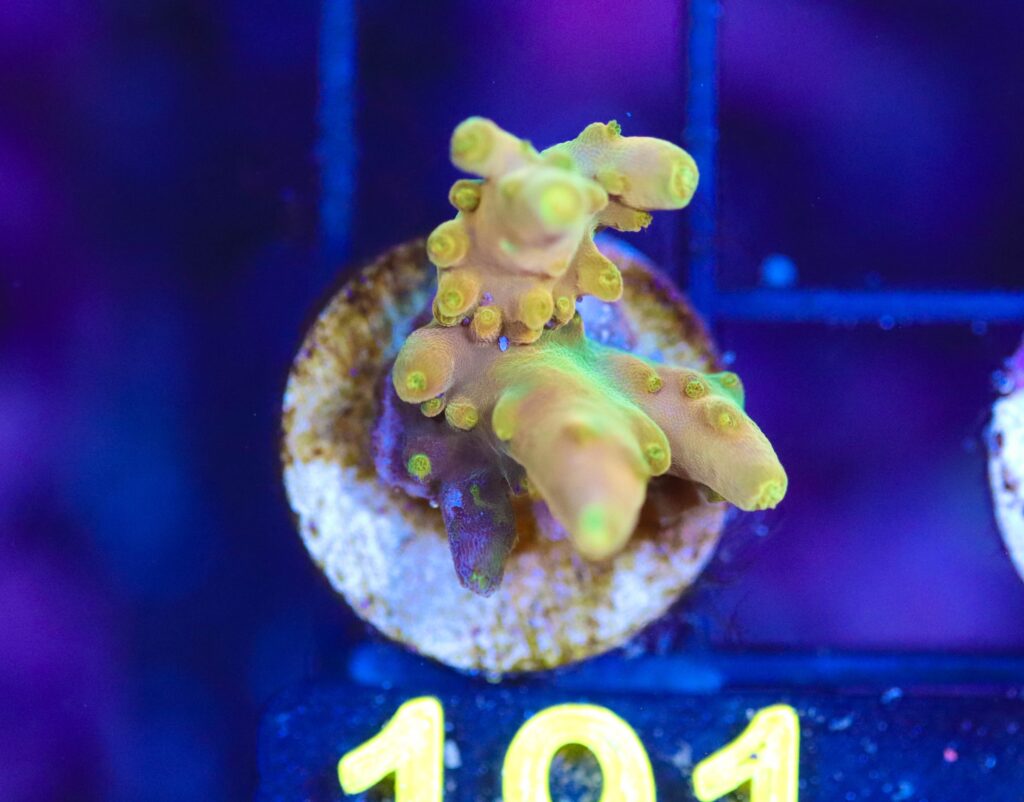 Frag Box Corals