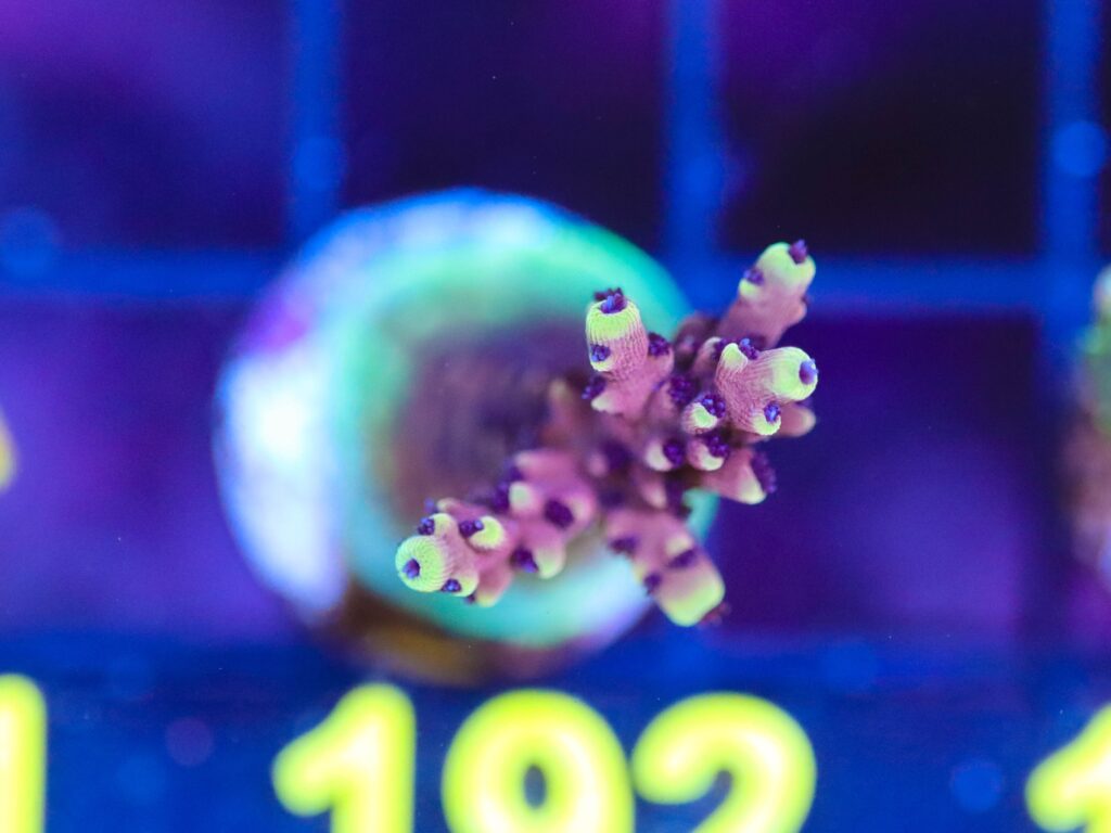 Frag Box Corals