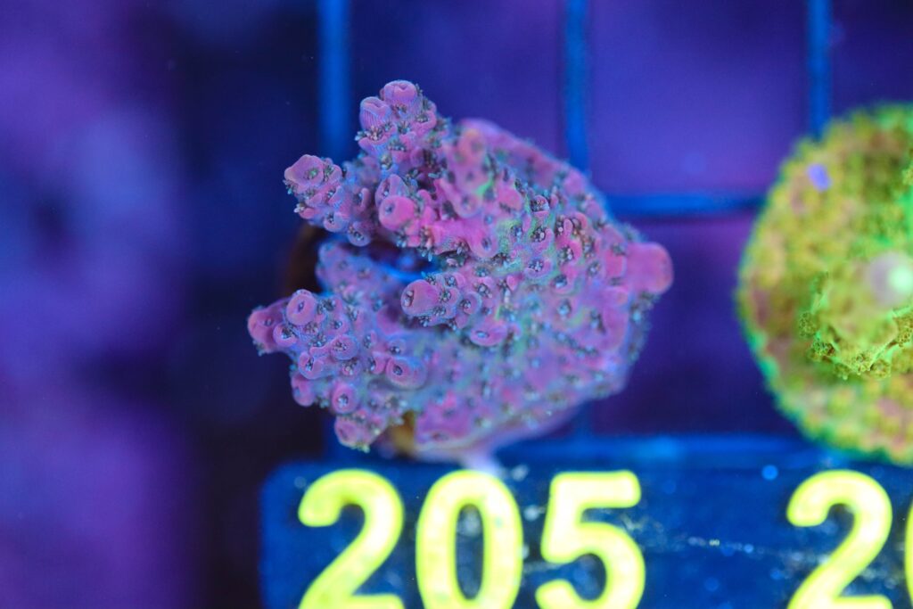 Frag Box Corals