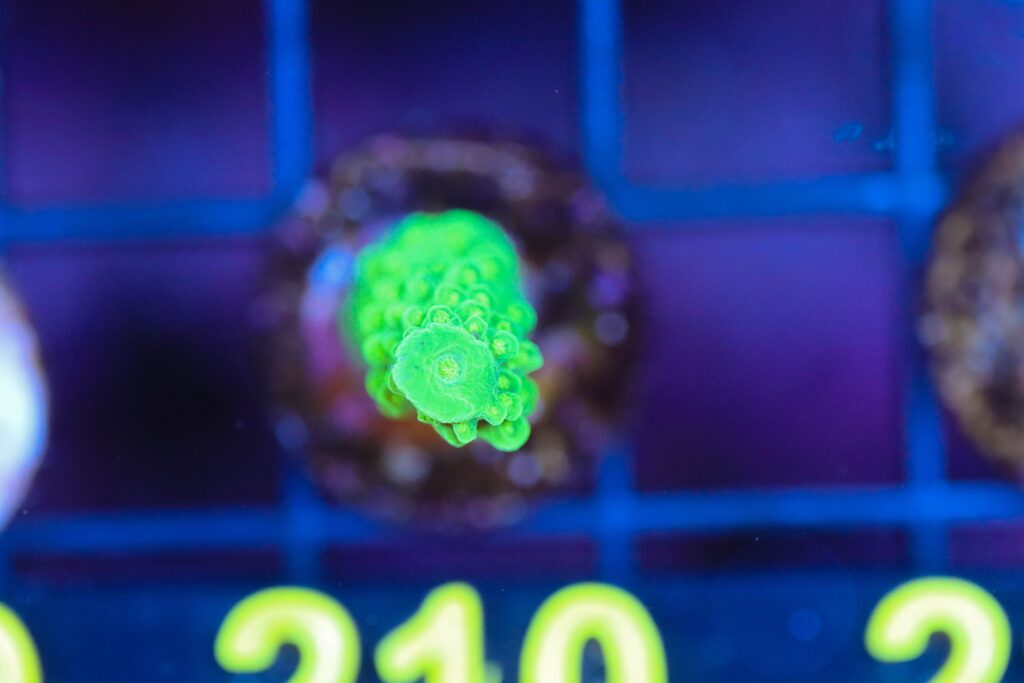 Frag Box Corals