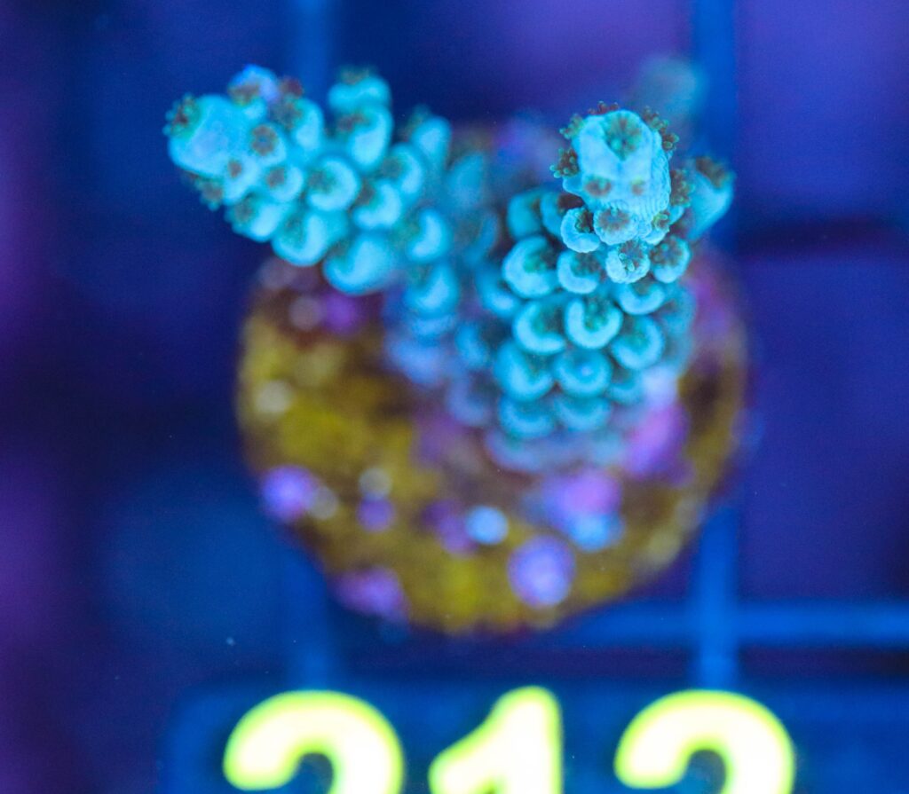 Frag Box Corals