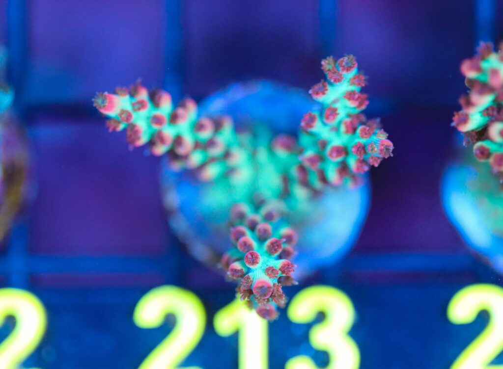 Frag Box Corals