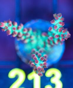 Wysiwyg Strawberry Shortcake Acropora Frag [F213]