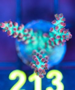 Wysiwyg Strawberry Shortcake Acropora Frag [F213]